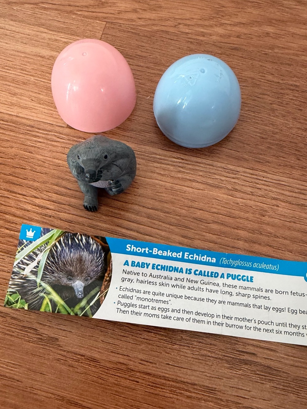 Yowie Short Beaked Echidna